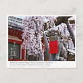 Weeping cherry tree ("Nara Ichiban-Zakura") ポストカード Briefkaart (Voorkant)