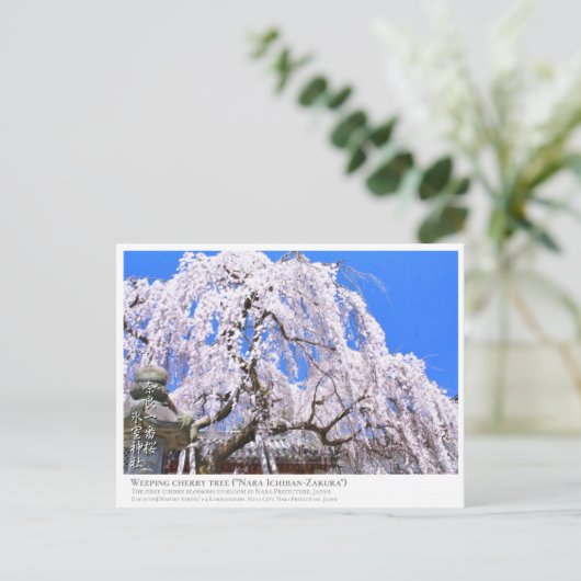 Weeping cherry tree ("Nara Ichiban-Zakura") ポストカード Briefkaart (Staand voorkant)