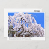 Weeping cherry tree ("Nara Ichiban-Zakura") ポストカード Briefkaart (Voorkant / Achterkant)