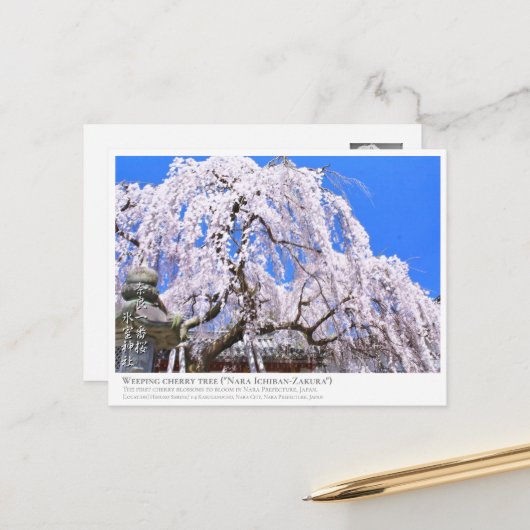 Weeping cherry tree ("Nara Ichiban-Zakura") ポストカード Briefkaart (Voorkant / Achterkant in situ)
