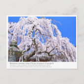 Weeping cherry tree ("Nara Ichiban-Zakura") ポストカード Briefkaart (Voorkant)