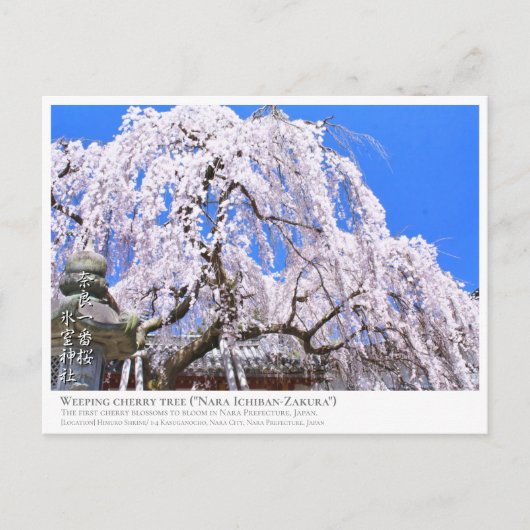 Weeping cherry tree ("Nara Ichiban-Zakura") ポストカード Briefkaart (Voorkant)