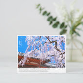 Weeping cherry tree ("Nara Ichiban-Zakura") ポストカード Briefkaart (Staand voorkant)