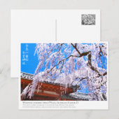 Weeping cherry tree ("Nara Ichiban-Zakura") ポストカード Briefkaart (Voorkant / Achterkant)