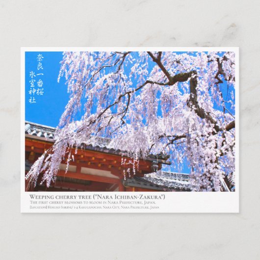 Weeping cherry tree ("Nara Ichiban-Zakura") ポストカード Briefkaart (Voorkant)
