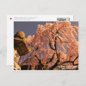 Weeping cherry tree ("Nara Ichiban-Zakura") Briefkaart (Voorkant / Achterkant)