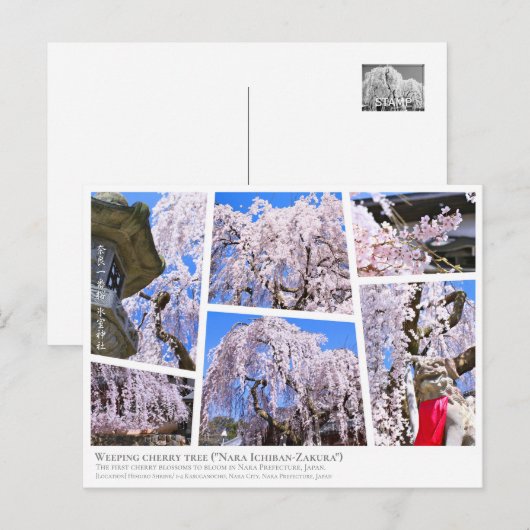 Weeping cherry tree ("Nara Ichiban-Zakura") Briefkaart (Voorkant / Achterkant)