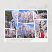 Weeping cherry tree ("Nara Ichiban-Zakura") Briefkaart (Voorkant)
