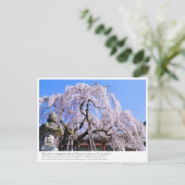 Weeping cherry tree ("Nara Ichiban-Zakura") Briefkaart (Staand voorkant)