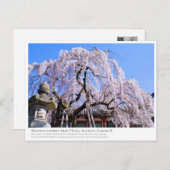 Weeping cherry tree ("Nara Ichiban-Zakura") Briefkaart (Voorkant / Achterkant)