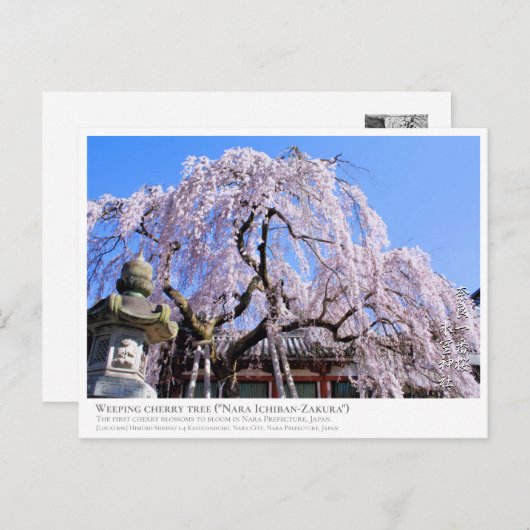 Weeping cherry tree ("Nara Ichiban-Zakura") Briefkaart (Voorkant / Achterkant)