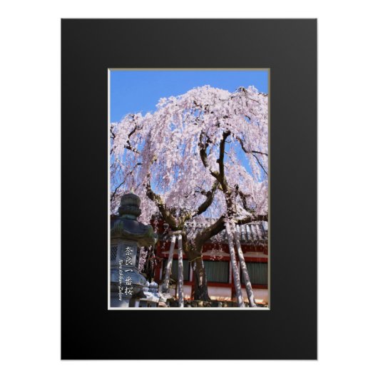 Weeping cherry tree ("Nara Ichiban-Zakura") Perfect Poster (Voorkant)