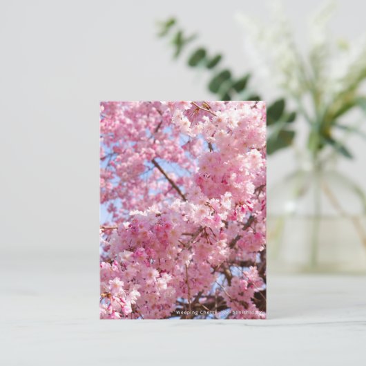 Weeping Cherry: Yae-benishidare Briefkaart (Staand voorkant)