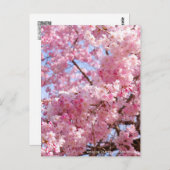 Weeping Cherry: Yae-benishidare Briefkaart (Voorkant / Achterkant)