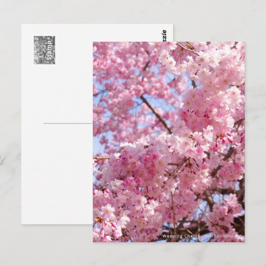 Weeping Cherry: Yae-benishidare Briefkaart (Voorkant / Achterkant)