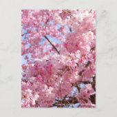 Weeping Cherry: Yae-benishidare Briefkaart (Voorkant)