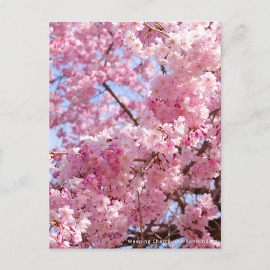 Weeping Cherry: Yae-benishidare Briefkaart (Voorkant)