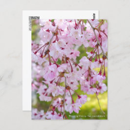 Weeping Cherry: Yae-benishidare Briefkaart