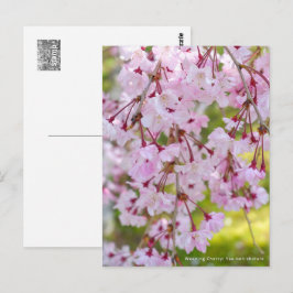Weeping Cherry: Yae-benishidare Briefkaart