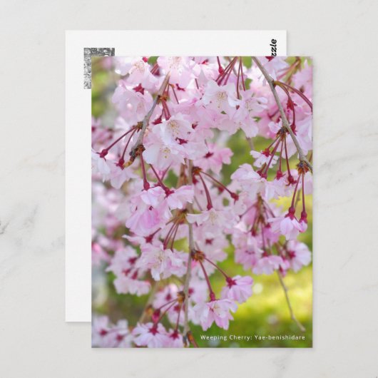 Weeping Cherry: Yae-benishidare Briefkaart (Voorkant / Achterkant)