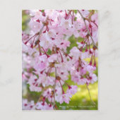Weeping Cherry: Yae-benishidare Briefkaart (Voorkant)