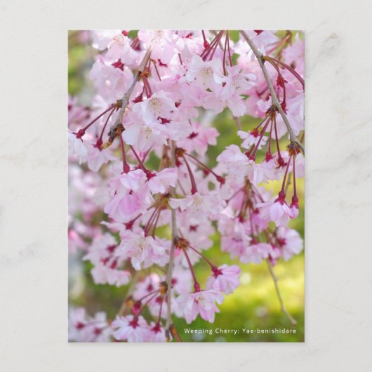 Weeping Cherry: Yae-benishidare Briefkaart (Voorkant)