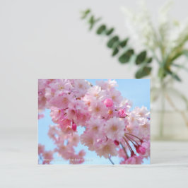 Weeping Cherry: Yae-benishidare Briefkaart