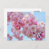 Weeping Cherry: Yae-benishidare Briefkaart (Voorkant / Achterkant)
