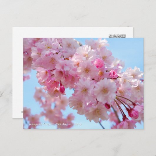 Weeping Cherry: Yae-benishidare Briefkaart (Voorkant / Achterkant)
