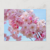 Weeping Cherry: Yae-benishidare Briefkaart (Voorkant)