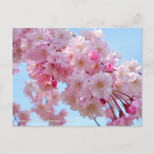 Weeping Cherry: Yae-benishidare Briefkaart (Voorkant)