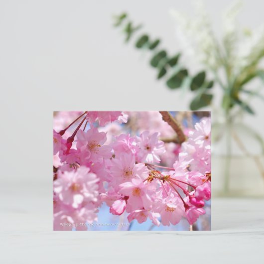 Weeping Cherry: Yae-benishidare Briefkaart (Staand voorkant)