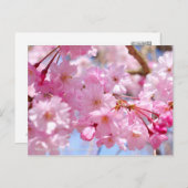 Weeping Cherry: Yae-benishidare Briefkaart (Voorkant / Achterkant)