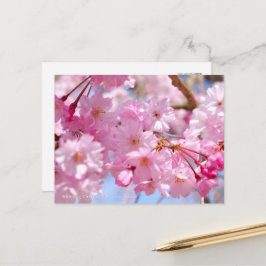 Weeping Cherry: Yae-benishidare Briefkaart