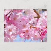 Weeping Cherry: Yae-benishidare Briefkaart (Voorkant)
