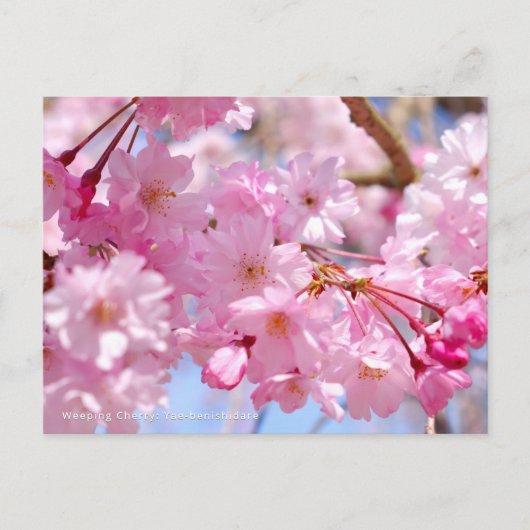 Weeping Cherry: Yae-benishidare Briefkaart (Voorkant)