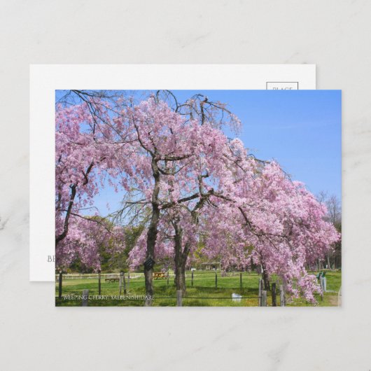 Weeping Cherry(Yaebenishidare) [Postcard] Briefkaart (Voorkant / Achterkant)