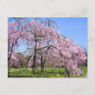 Weeping Cherry(Yaebenishidare) [Postcard] Briefkaart