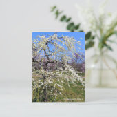 Weeping Japanese Apricot [Postcard] Briefkaart (Staand voorkant)