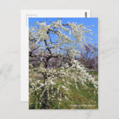Weeping Japanese Apricot [Postcard] Briefkaart (Voorkant / Achterkant)