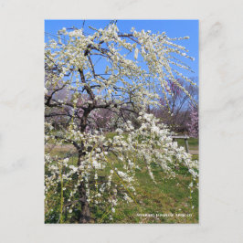 Weeping Japanese Apricot [Postcard] Briefkaart