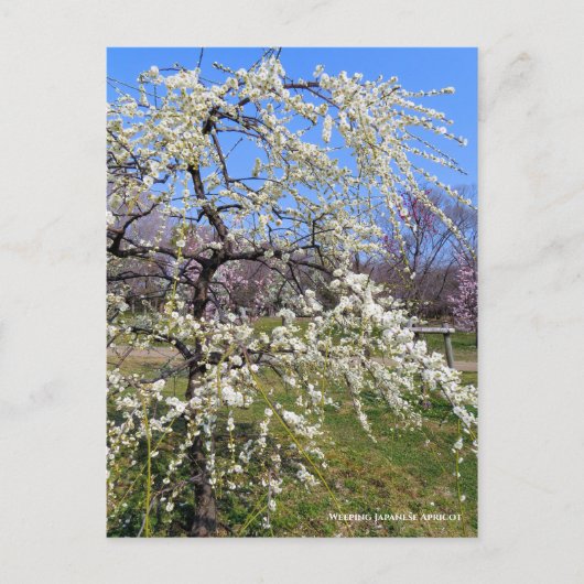 Weeping Japanese Apricot [Postcard] Briefkaart (Voorkant)
