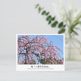 Weeping Plum Blossom ‘Yae-matsurigasa-shidare’ Briefkaart