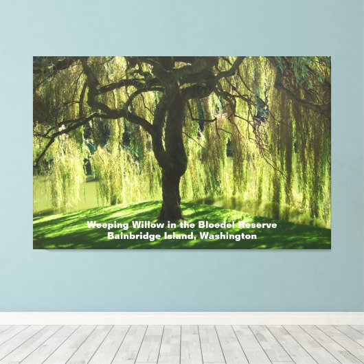 Weeping Willow Bloedel Reserve Bainbridge Island Canvas Afdruk (Insitu (Houten vloer))