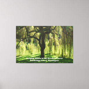 Weeping Willow Bloedel Reserve Bainbridge Island Canvas Afdruk