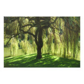 Weeping Willow Bloedel Reserve Bainbridge Island Foto Afdruk (Voorkant)