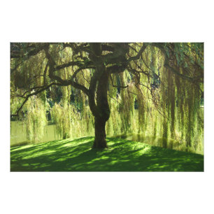 Weeping Willow Bloedel Reserve Bainbridge Island Foto Afdruk