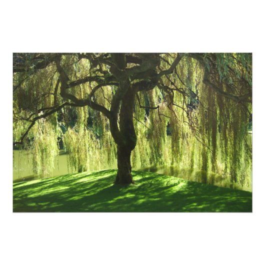 Weeping Willow Bloedel Reserve Bainbridge Island Foto Afdruk (Voorkant)