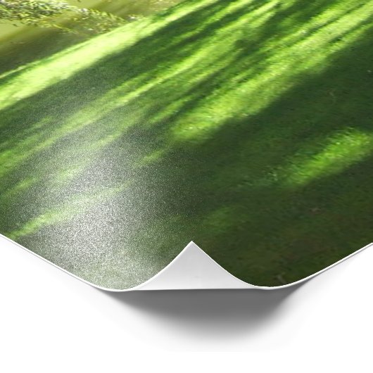 Weeping Willow Bloedel Reserve Bainbridge Island Foto Afdruk (Hoek)