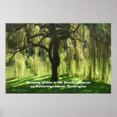 Weeping Willow Bloedel Reserve Bainbridge Island Poster (Voorkant)